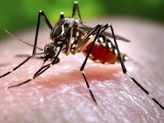 salud mosquito