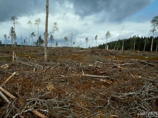 polint-fao-reforestacion-WB
