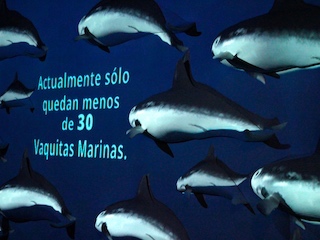 web-63-Vaquita marina
