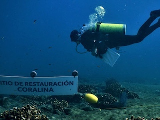 web-64-turismo-restauran-coral