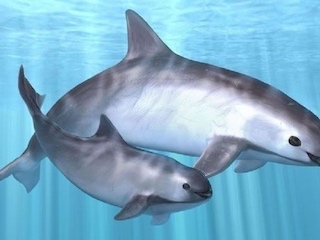 web-63-vaquita-marina