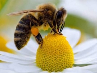 web-66-Las-abejas