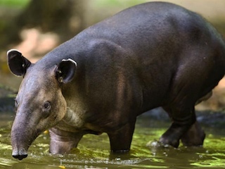 web-Tapir