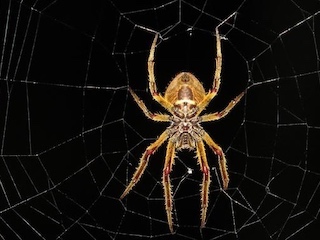 web-66-arañas-españa