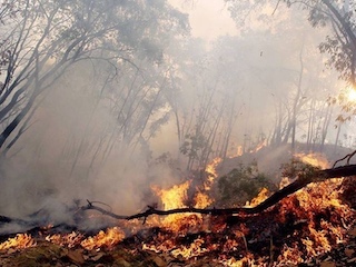 web-41-incendios-forestales