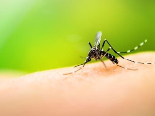 web-66-enfermedad-dengue