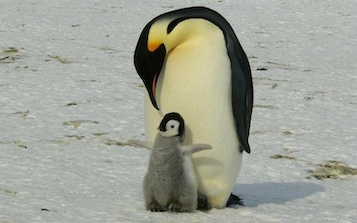 web-66-pinguino-emperador