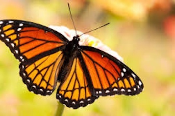 web-66-monarca