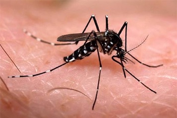 web-33-dengue