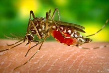 web-62-dengue