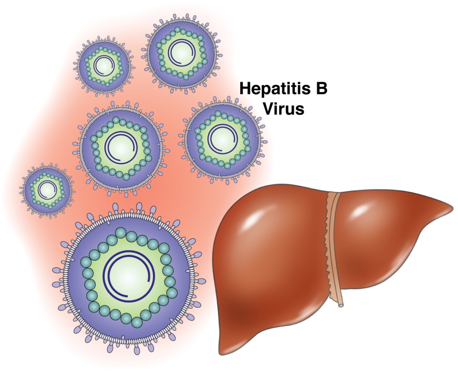 Virus-de-la-Hepatitis-B 1