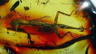 ciencia1-fosil lagartija