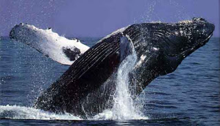 ecologia-ballenas