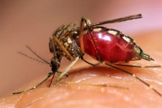 salud-dengue