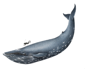 eco-ballena azul