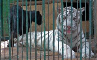 Acuerdan parque zoológico en Tehuacán