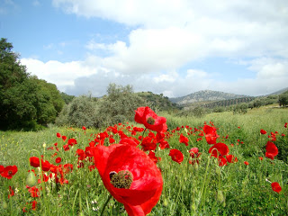 Amapolas