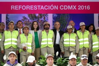 gdf reforestacion