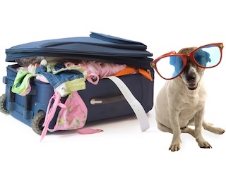 14B2 dt dog suitcase-320x240