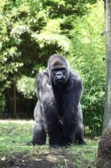 7A FOTOREPORTAJE gorila3