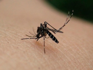 2 Viruz-del-Zika-web