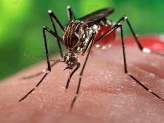 salud-chikungunya-WB