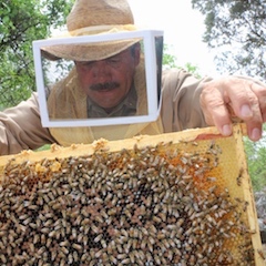 web-43-emx-apicultores