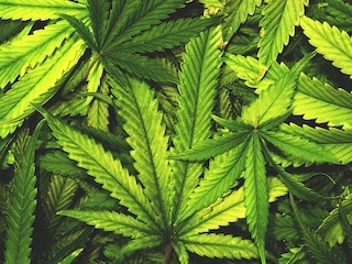 web-22-cannabis