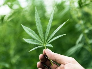 web-62-cannabis