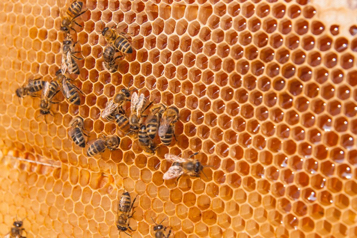 web-66-abejas